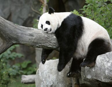 Miniatura: Zmarła najstarsza panda na świecie. Miała...