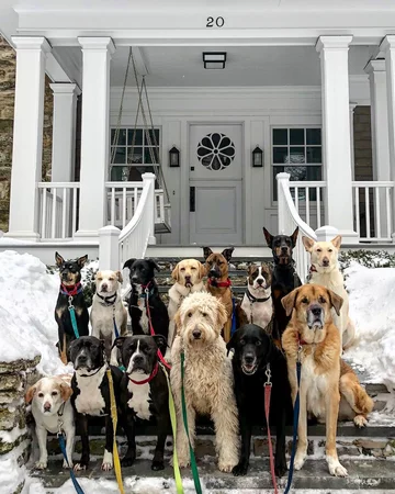Saratoga Dog Walkers opiekują się psami 