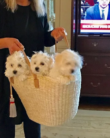 Psy Barbry Streisand 