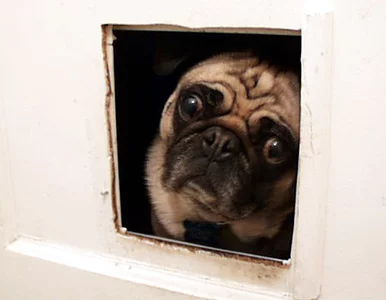 Miniatura: Dwie kobiety idą na psią dietę