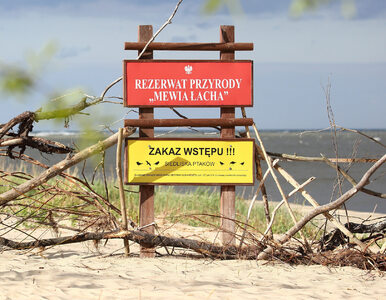 Miniatura: Meksykański krab na polskiej plaży....
