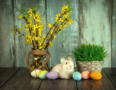 Miniatura: Zetnij dziś i wstaw do wody. W święta...