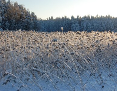 Miniatura: Piątek śnieżny i mroźny niemal w całym...