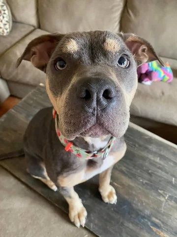 Przemiana suczki Lainey 