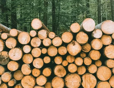 Miniatura: Nowy rodzaj drewna do magazynowania...