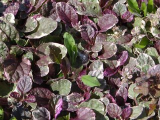 Dąbrówka rozłogowa, odmiana 'Burgundy Glow'