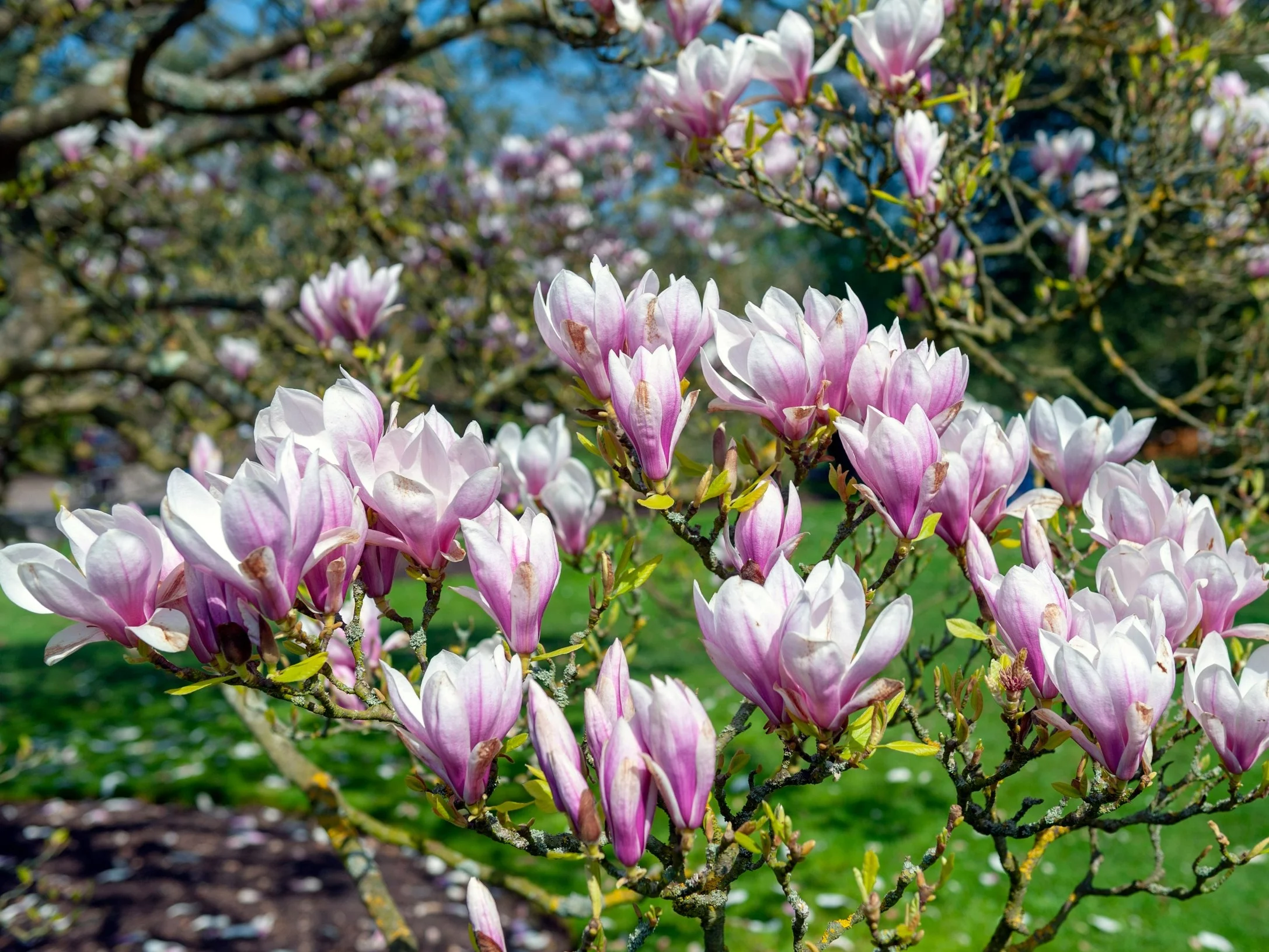 Jak nazywa się ta roślina?