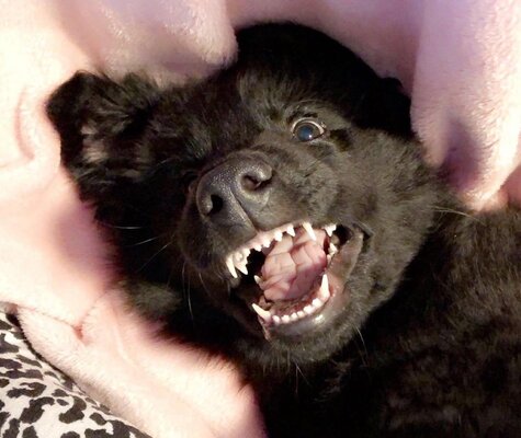 Miniatura: Zwierzyniec Pawła Kukiza