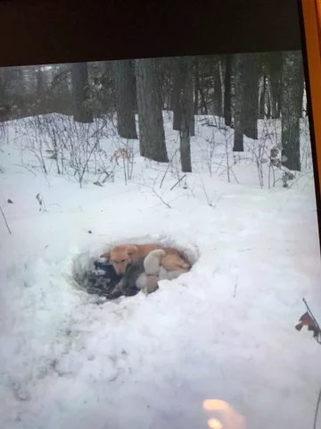 Snowbelle i jej szczeniaki w wygrzanej w śniegu jamie 