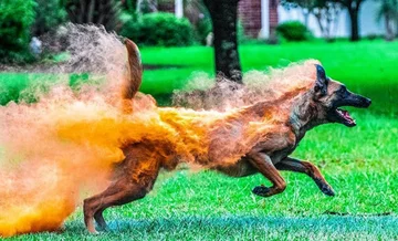 To nie Photoshop. Kojarzycie hinduskie święto Holi? To właśnie jedna z "ofiar" kolorowego proszku 