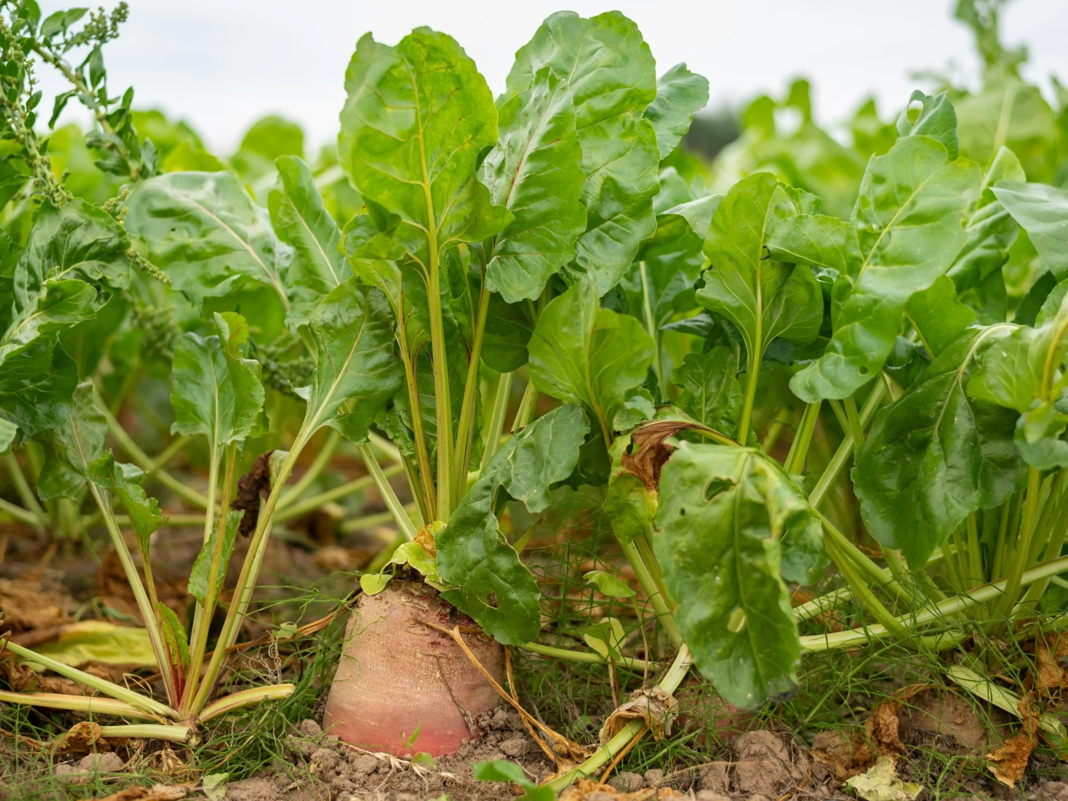 Co uprawia się w Polsce? Spróbuj zgarnąć choć 7/10