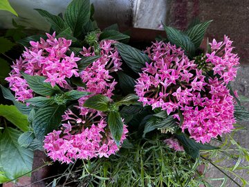 Piętak lancetowaty  / Pentas lanceolata