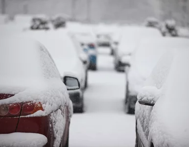 Miniatura: Jeździł w kółko i ciągnął sanki z dwójką...