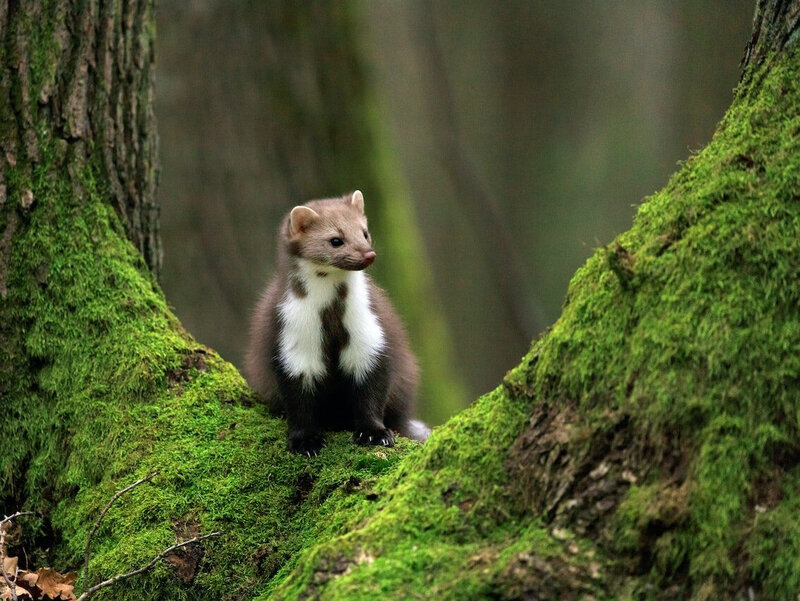 Kuna domowa, jej cecha rozpoznawcza to rozwidlony biały krawat