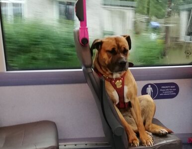 Miniatura: Pies samotnie jechał autobusem. Jego...