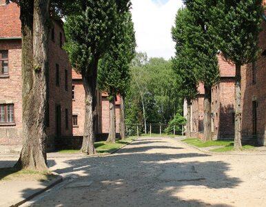 Miniatura: Fundacja Auschwitz-Birkenau zarobiła 66,2...