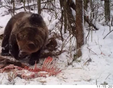 Miniatura: Drapieżniki dojadały szczątki w lesie....