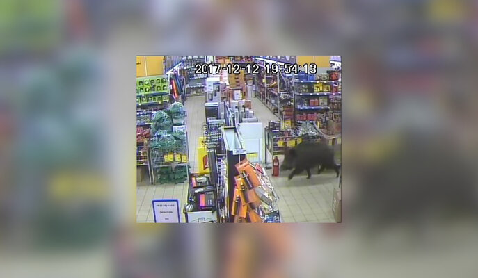 Miniatura: Nieoczekiwany gość w sklepie w Nowym...