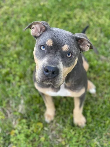 Przemiana suczki Lainey 