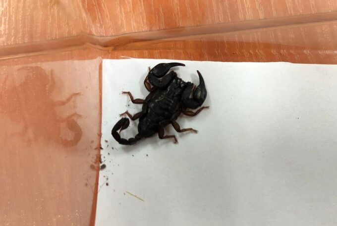 Skorpion, który przyjechał w walizce z Chorwacji
