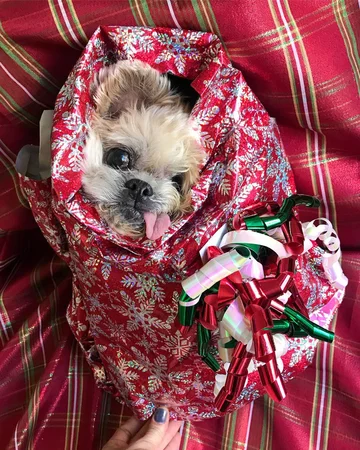 Pies Marnie 