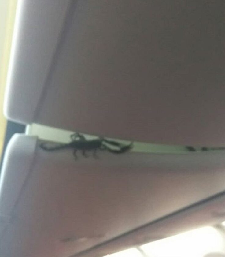 Skorpion na pokładzie samolotu 