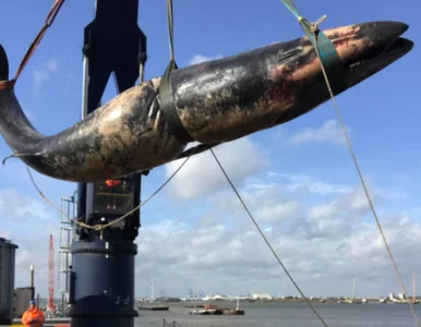 Miniatura: Kolejny wieloryb znaleziony martwy w...