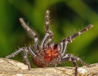 Miniatura: Odkryto gigantycznego pająka. Dostał imię...