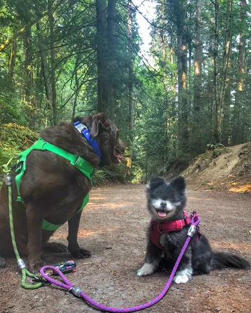 Abi i Dabi - psy, które połączyła przyjaźń 