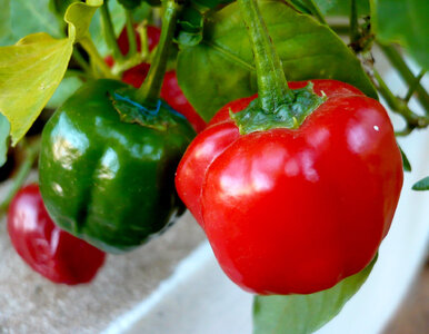 Miniatura: Jeśli nie posiejesz teraz, papryka nie...