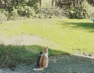 Miniatura: Domowy kot przyprowadził bezdomnego...