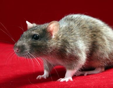 Miniatura: Plaga szczurów w Moskwie. Pogryzły ponad...