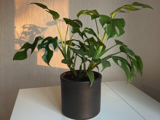 Dlaczego monstera pacze? Wyjaniamy, co oznaczaj dziwne krople na  liciach  Dom Wprost