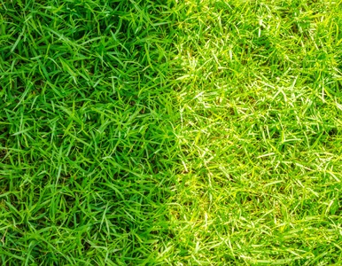 Miniatura: Bez tego trawnik marnieje. Wkrótce...