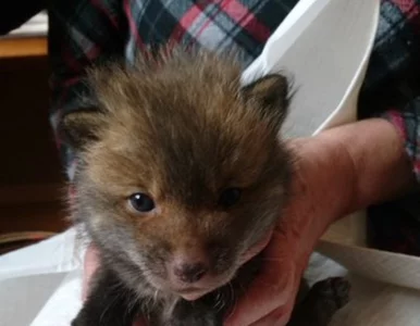 Miniatura: Myślał, że przygarnął szczenię psa. Prawda...