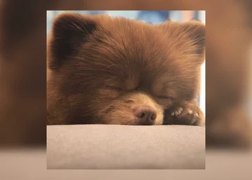 Pomeranian Bertie 