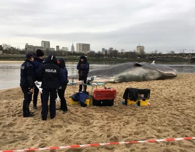 Miniatura: Wieloryb na plaży w Warszawie. Wcześniej...