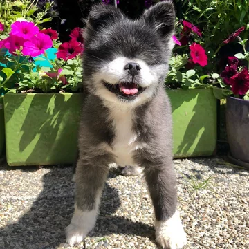 Abi i Dabi - psy, które połączyła przyjaźń 