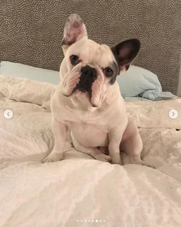 Buldog Lady Gagi 