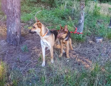 Miniatura: Przywiązała psy do drzewa i zgłosiła, że...