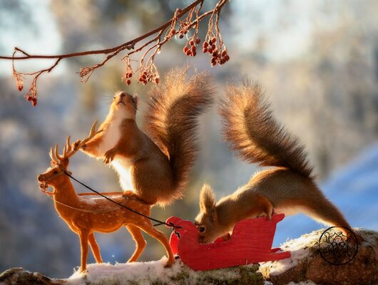 Miniatura: Geert Weggen fotografuje wiewiórki