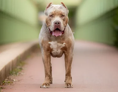 Miniatura: Bezwzględne więzienie dla organizatora...