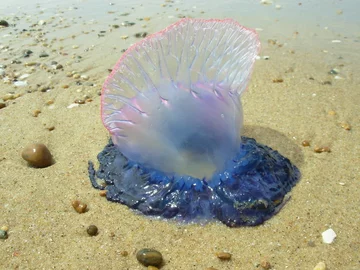 Żeglarz portugalski (Physalia physalis) 