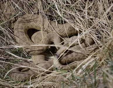 Miniatura: Pokazali nagranie z jaskiń grzechotników....