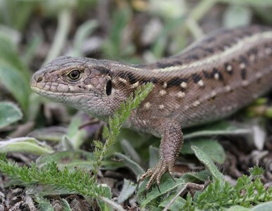 Miniatura: Znasz zwierzęta mieszkające w Polsce?...