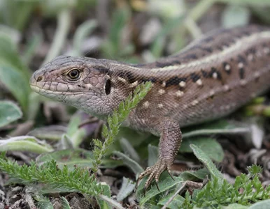 Miniatura: Znasz zwierzęta mieszkające w Polsce?...