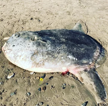 Inny osobnik samogłowa, wyrzucony na plażę w Kalifornii 