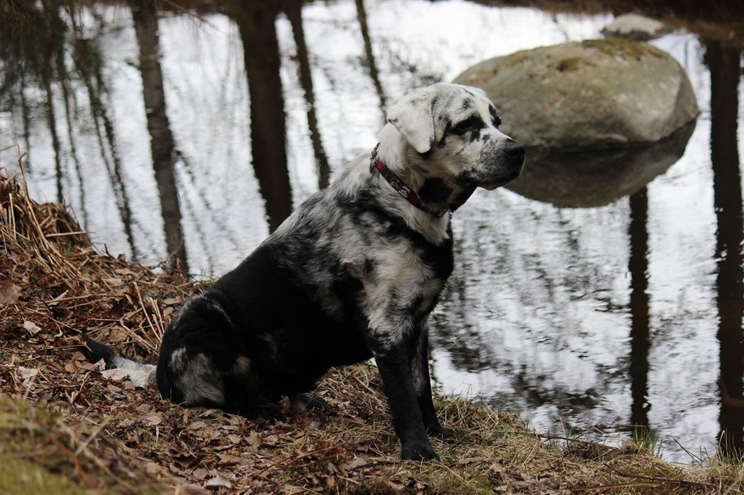 Labrador Blaze 