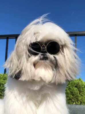 Miniatura: Bontenmaru – piesek rasy shih tzu,...