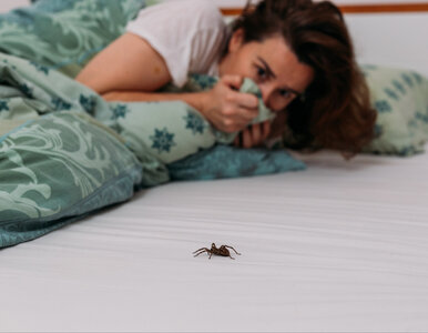 Miniatura: To dla pająków obrzydliwy smród. Żaden już...